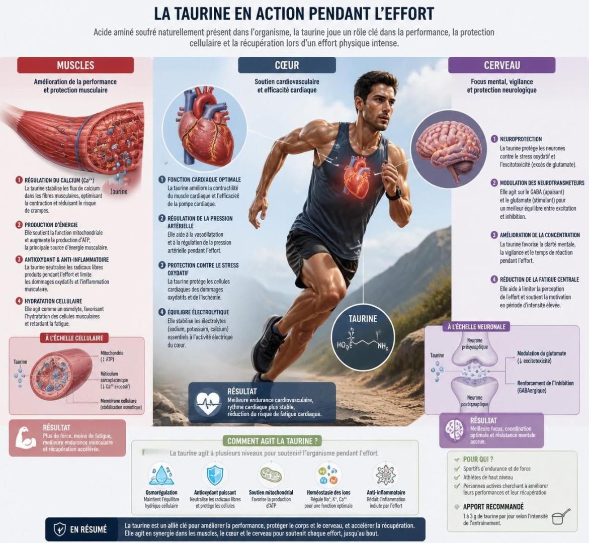 découvrez l'impact réel de la taurine sur la performance lors de l'effort physique, ainsi que les limites de ses effets pour mieux comprendre ce que cette substance peut (et ne peut pas) accomplir.